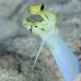 jawfish_yellowhead_oc_jar_v_0096_cub0597.jpg